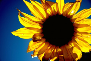 sunflower_sunrise_in_glendale
